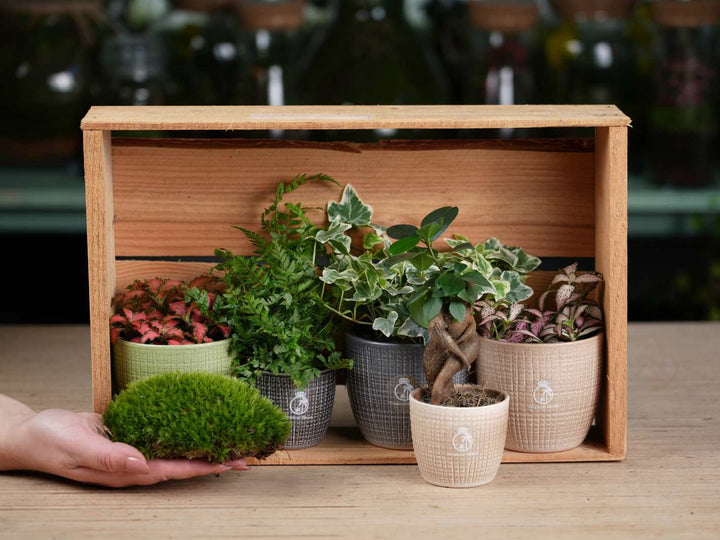 Tropical terrarium plants for closed glass gardens, UK