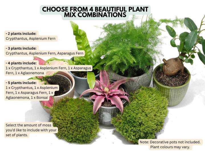 Small, compact plants designed for growing inside glass terrariums.