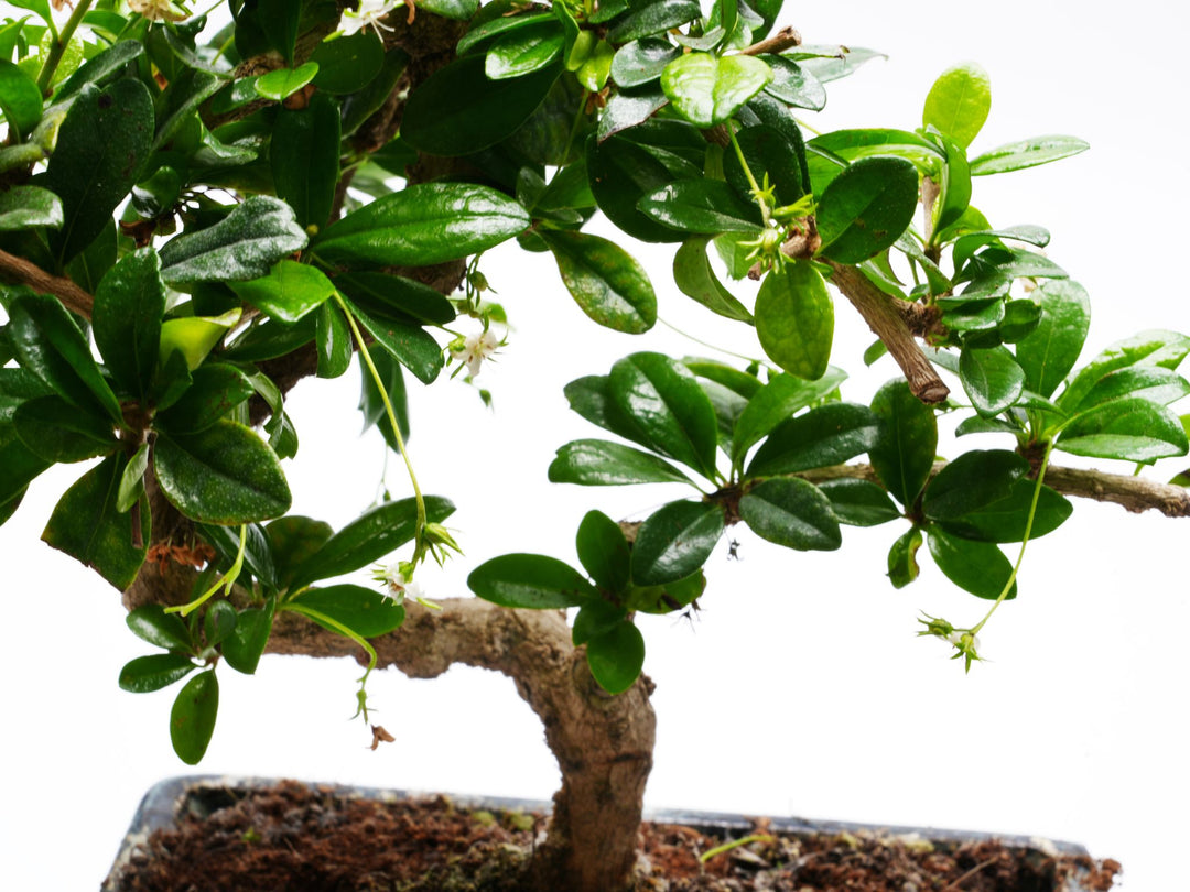 Bonsai Carmona | Flowering Bonsai Tree - Various Sizes