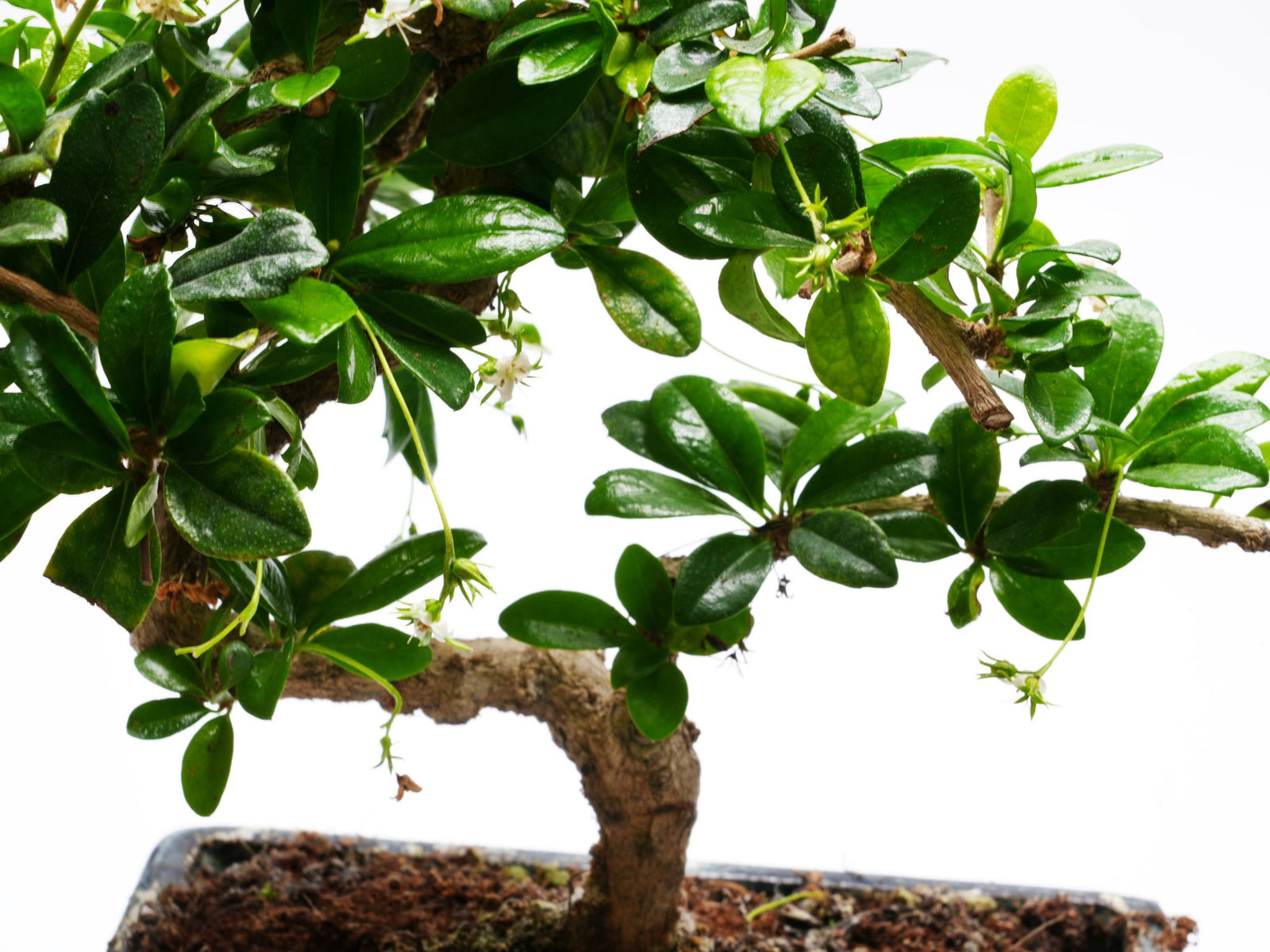 A close-up view of a Bonsai Carmona tree showcases its lush, green, shiny foliage with small, waxy leaves. The trees intricate trunk and branches create a beautiful, harmonious appearance, ideal for any serene space.