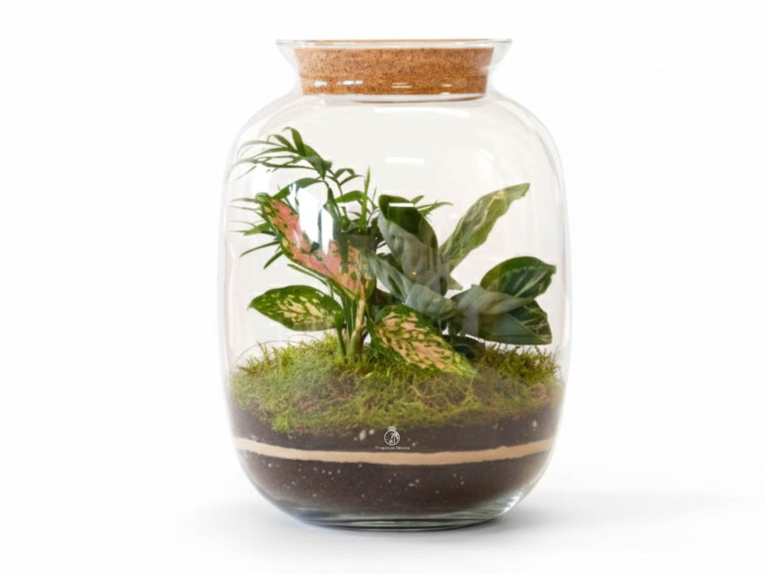 Glass terrarium with plants on a white background