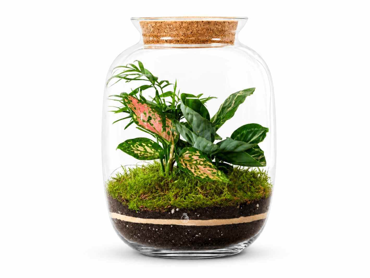 A beautifully arranged terrarium featuring a clear glass jar with a cork lid, showcasing vibrant green plants and colorful foliage atop a layer of rich soil and moss.