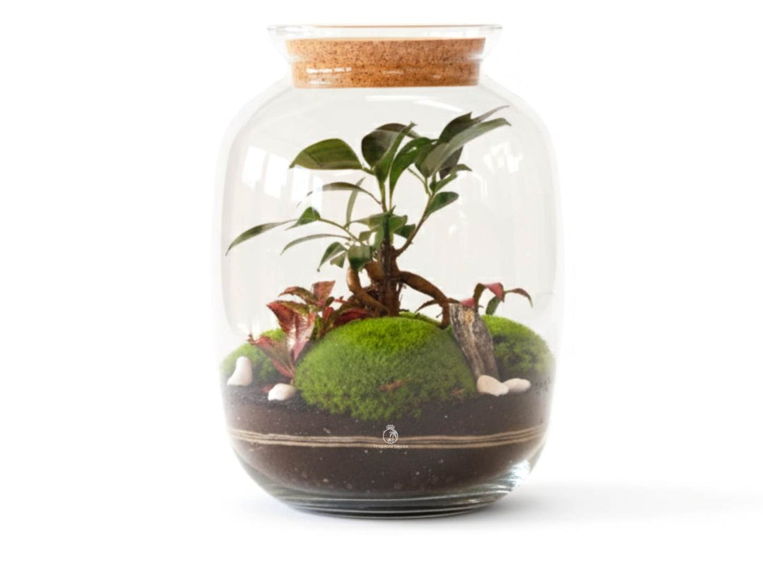 Glass terrarium with plants and a cork lid on a white background