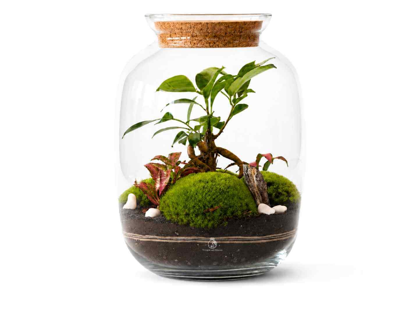 A glass terrarium features a small Ficus bonsai tree surrounded by lush green moss and decorative stones.