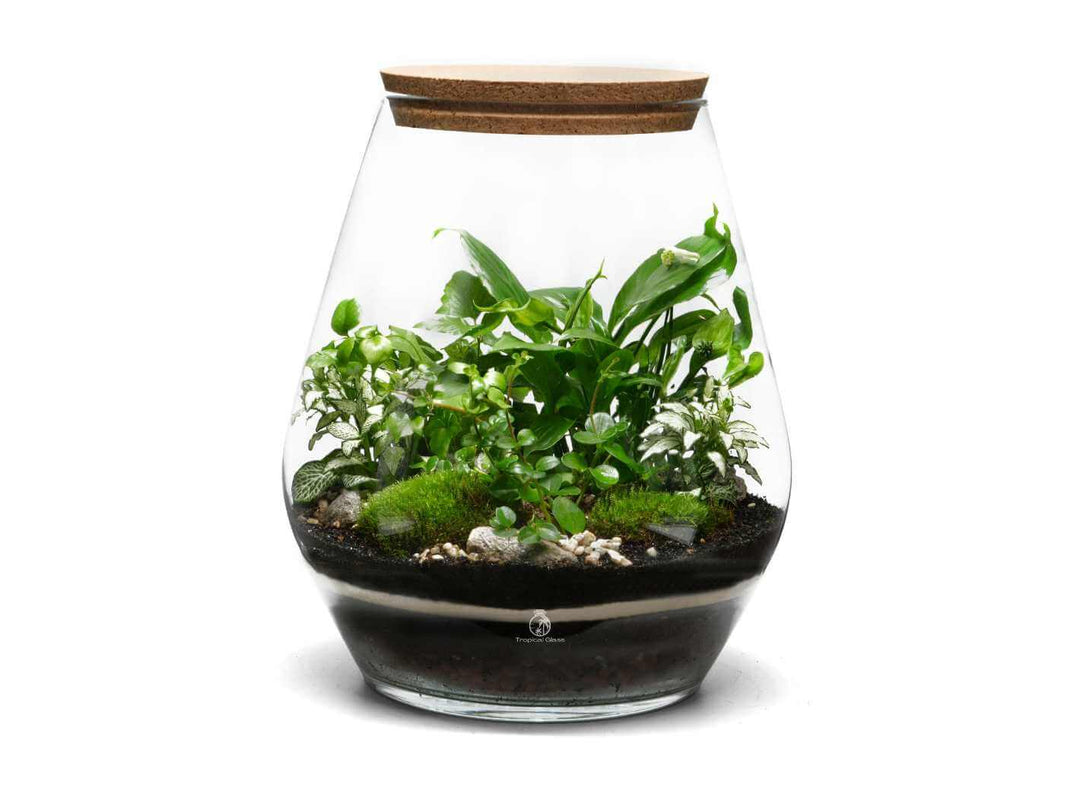 Closed glass terrarium kit with plants in a 35 cm container and cork lid