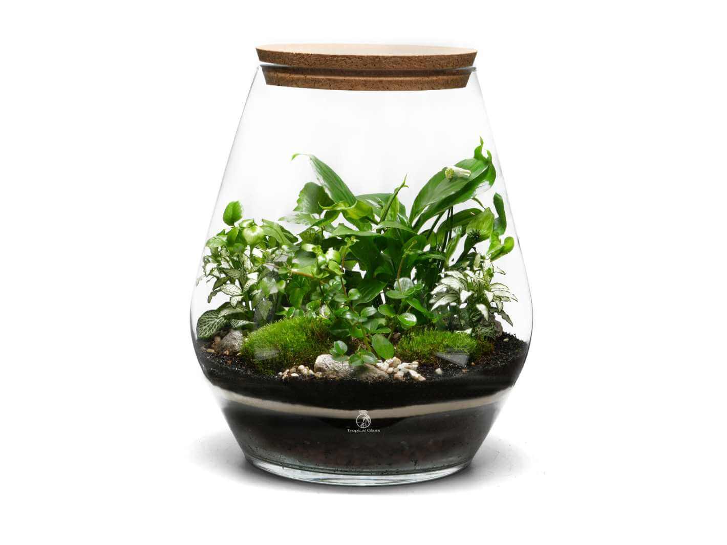Closed glass terrarium kit with plants in a 35 cm container and cork lid