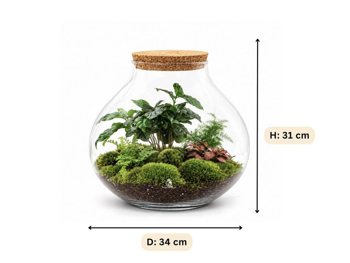 Large Ready-made Terrarium H: 31 cm | &