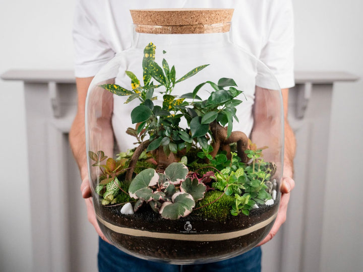 large terrarium with plants XL Closed Terrarium Kit 'Nagoya' H:38cm