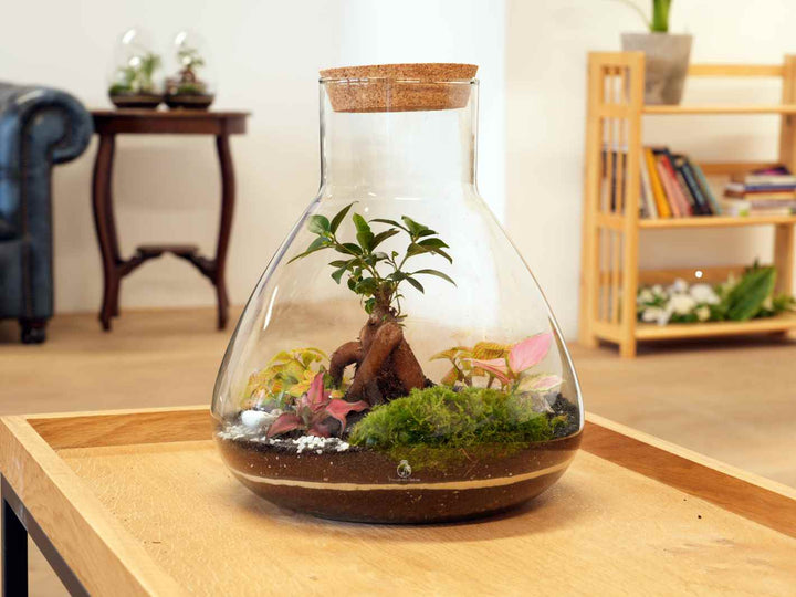 DIY Terrarium Kit 'Santorini' | H: 32 cm