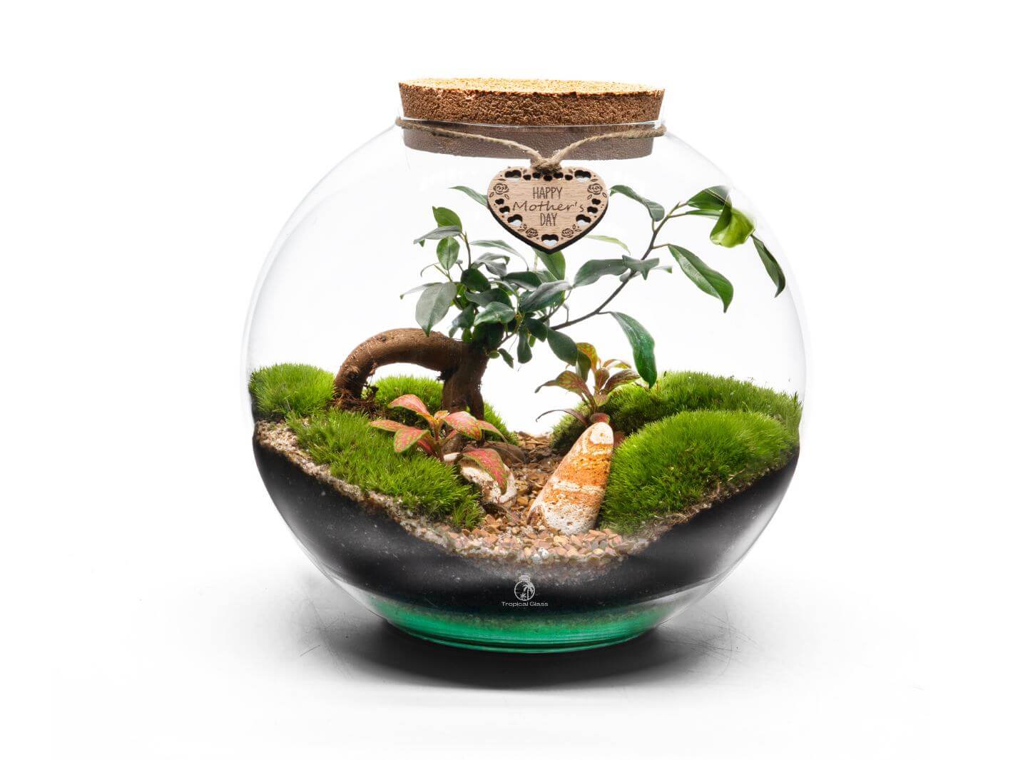 Mother’s Day DIY Terrarium Kit with Ficus Bonsai, Fittonia, moss, and a wooden Happy Mother’s Day tag in a glass container