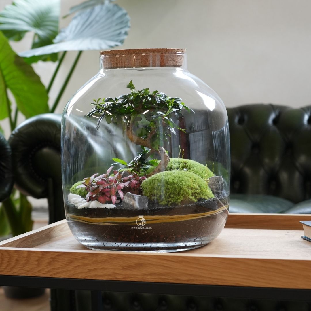 A large, hand-blown glass terrarium features a vibrant green bonsai tree surrounded by lush moss, colorful plants, and decorative stones.