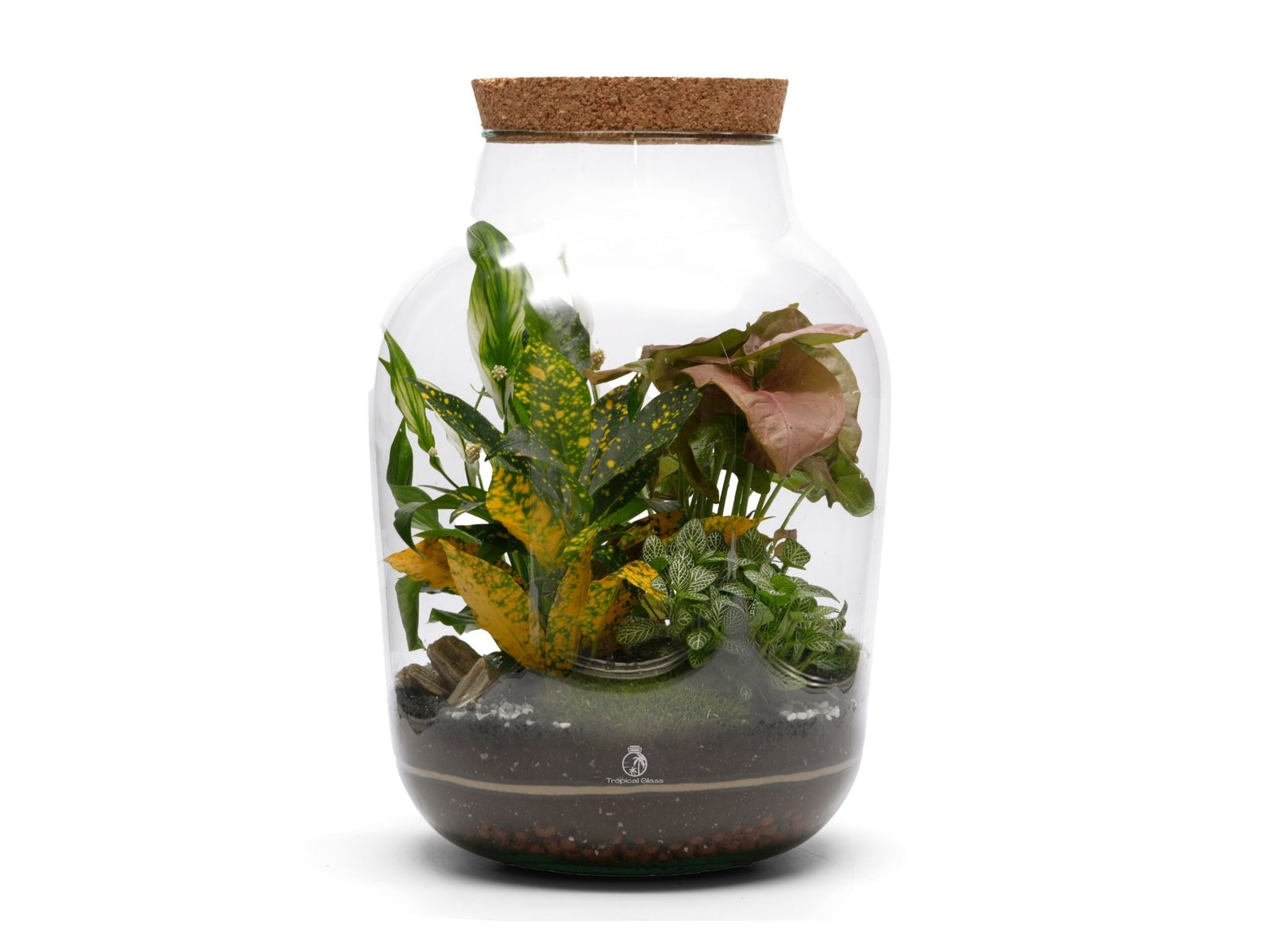 A large glass terrarium features a variety of lush green plants, including vibrant yellow and green leaves, set in dark soil.