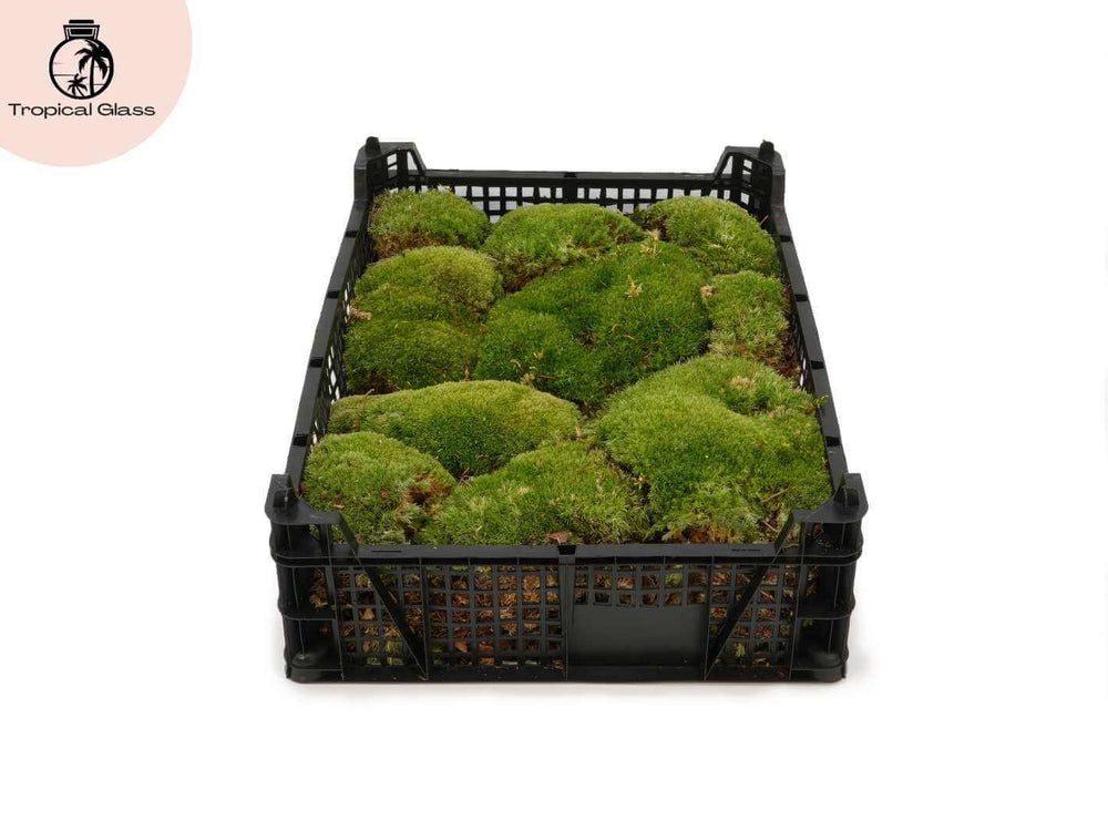 Top view of live bun moss tray showing full coverage and healthy moss