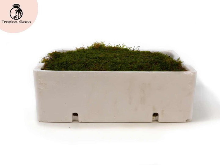 Detailed close up of fresh carpet moss with natural green appearance