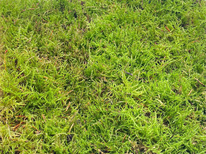 Top view of live carpet moss tray showing even green surface
