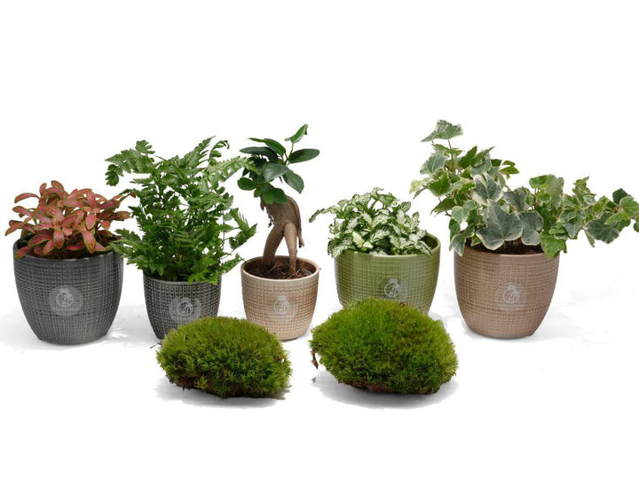 Set of 2-5 Terrarium Plants with Optional Moss | ‘Katie’s Selection’