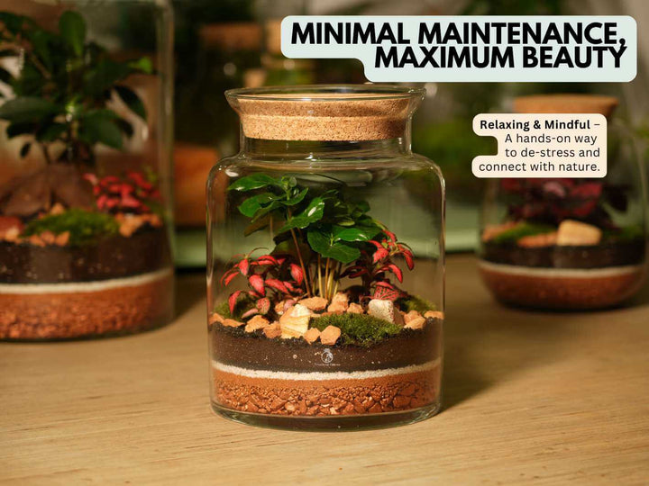 Low maintenance closed terrarium kit with plants easy care indoor glass garden