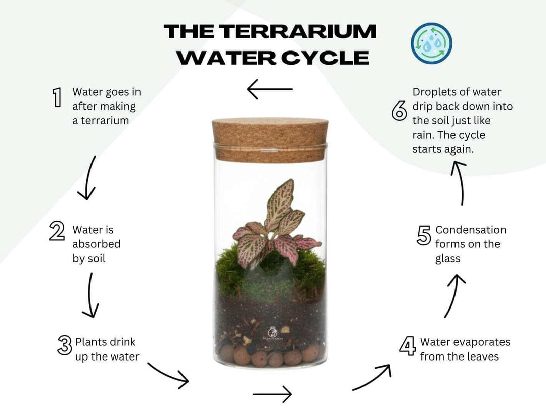 Low-maintenance Fittonia terrarium, how the terrarium water cycle works