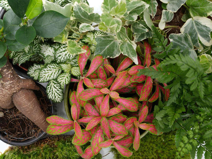 Fittonia, fern, and moss plants for small terrariums