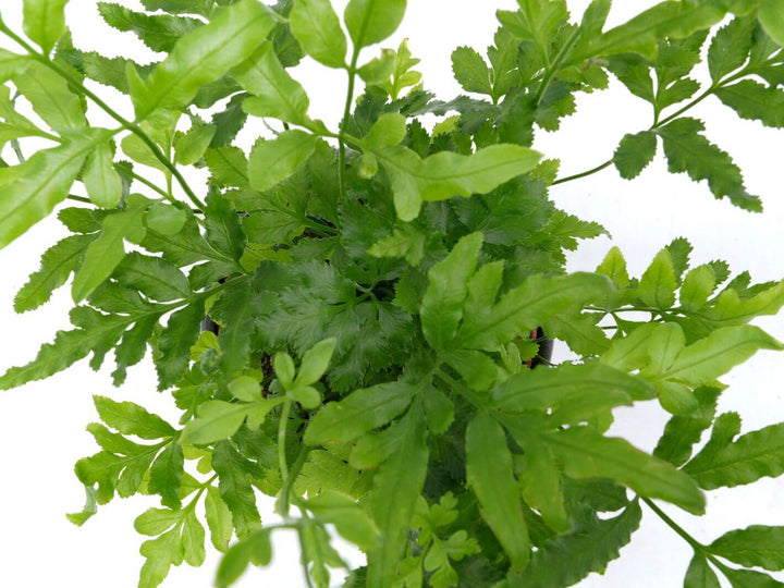 Top view of Pteris ensiformis showing dense, arching green fronds.