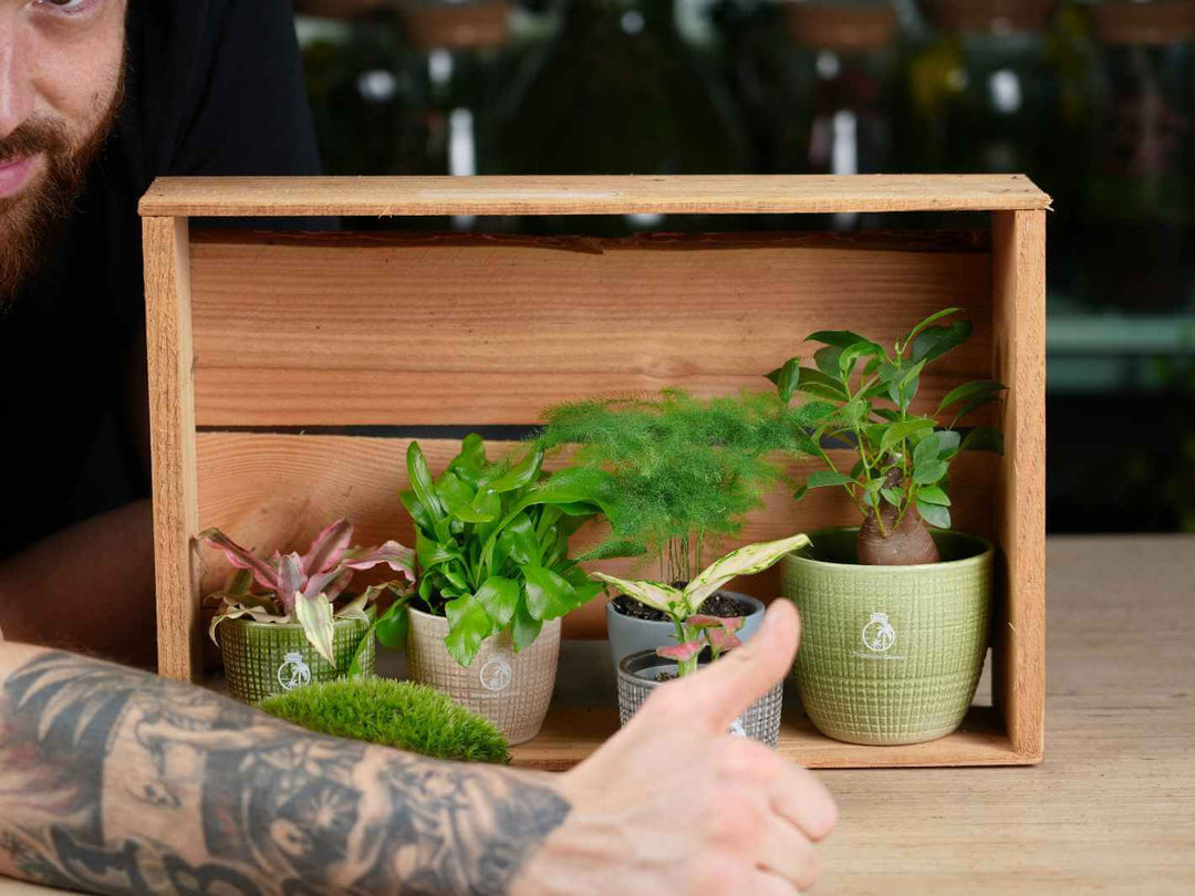  Inspiration for indoor terrariums with a variety of compact, easy-to-grow plants.