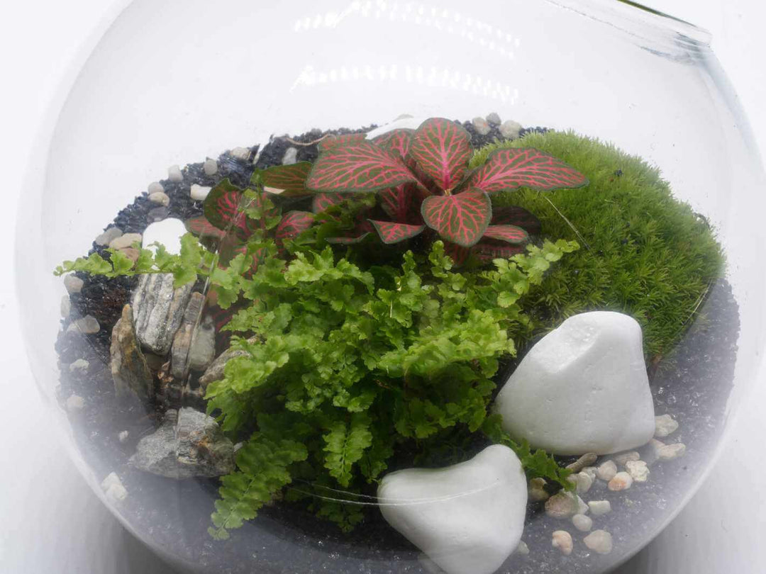 Side Fishbowl DIY Terrarium Kit with Cork Lid H: 19 cm | 'Split'