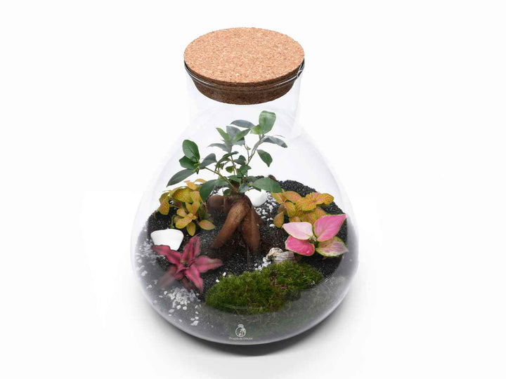 DIY Terrarium Kit 'Santorini' | H: 32 cm