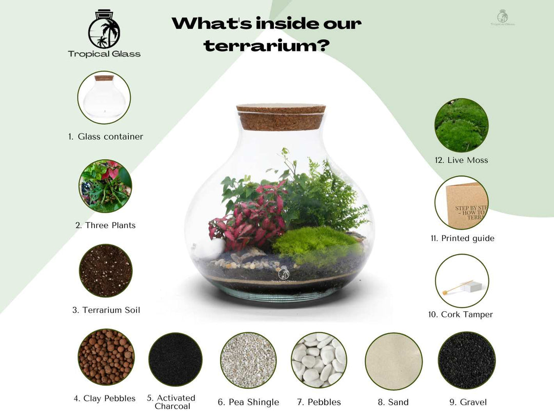 plant terrarium layers Closed Terrarium Kit 'Calgary' H:24cm