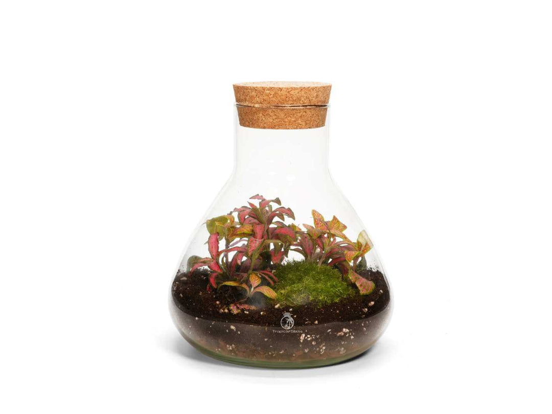Mini conical closed terrarium with live Fittonia plants and layered substrate inside glass jar with cork lid