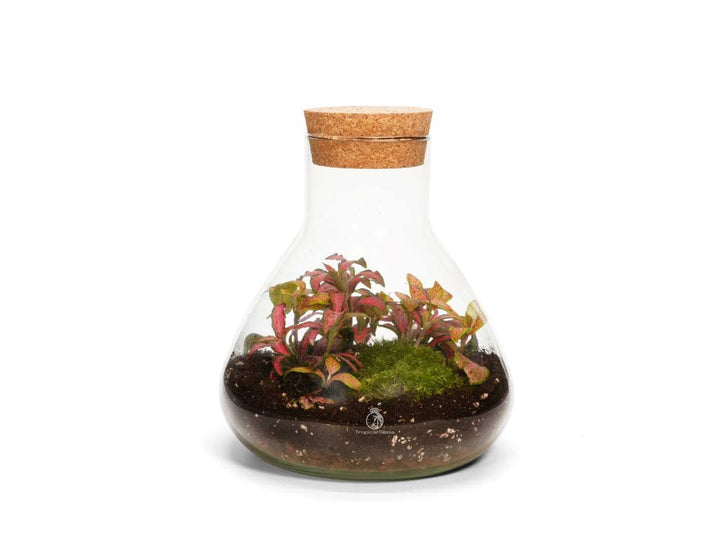 Mini conical closed terrarium with live Fittonia plants and layered substrate inside glass jar with cork lid