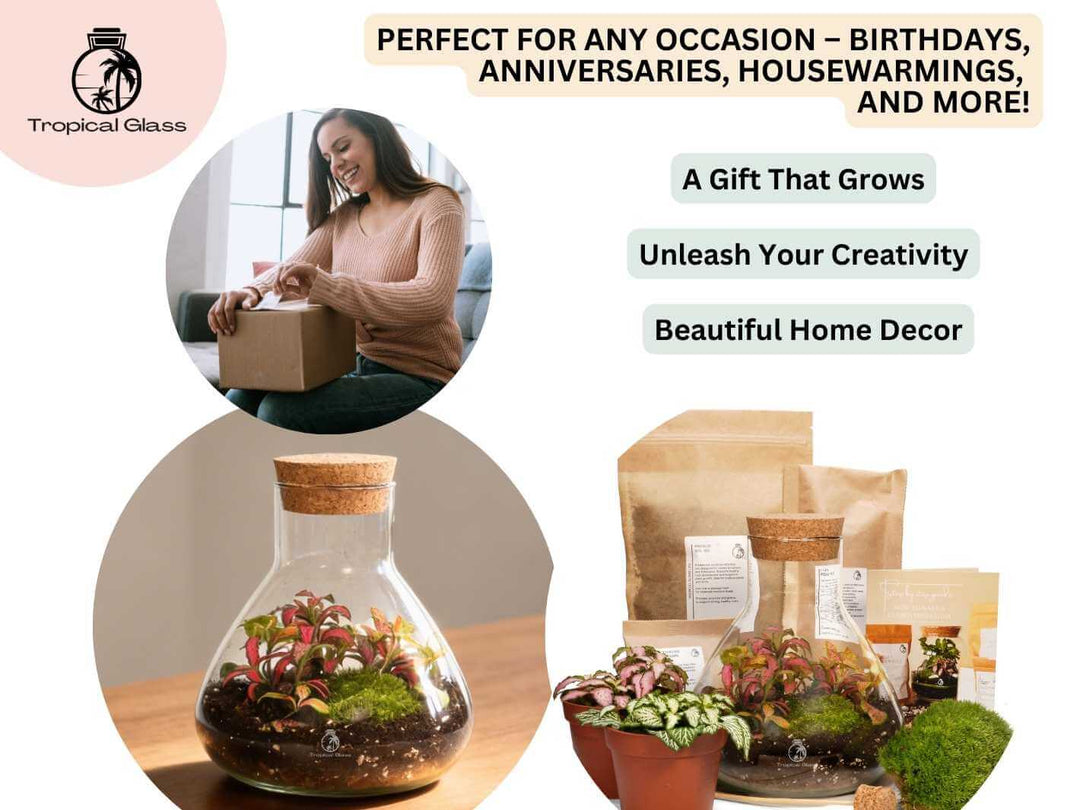 Mini conical terrarium kit presented as a creative gift idea for plant lovers