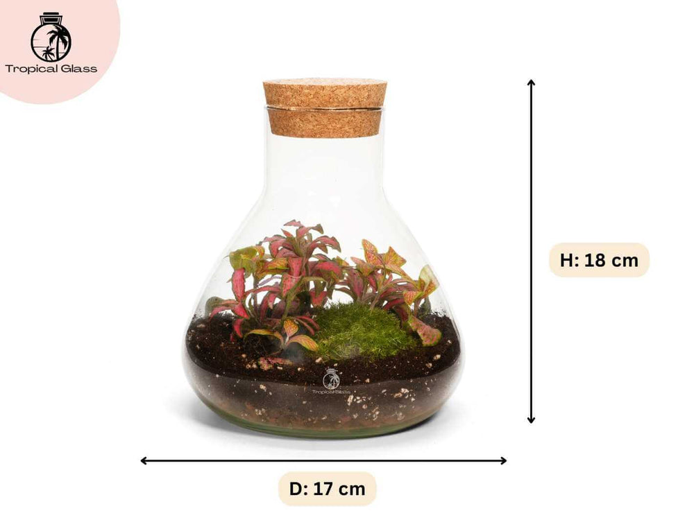 Mini conical glass terrarium measuring 22 cm tall with narrow opening and cork lid