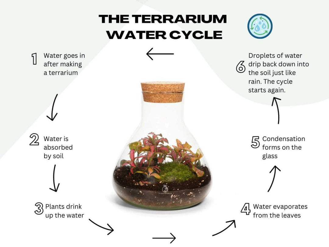 Closed mini conical terrarium water cycle showing condensation and self sustaining ecosystem