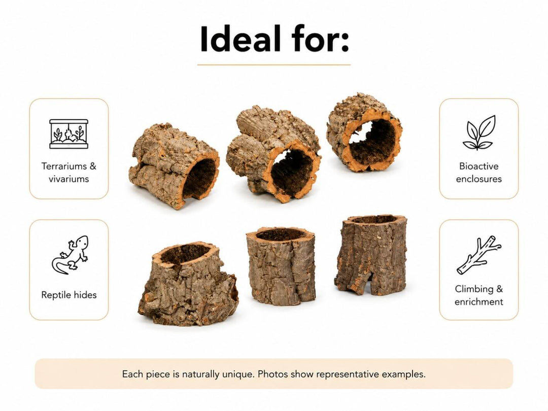 Mini cork bark pieces ideal for terrariums, vivariums, reptile hides and bioactive enclosures