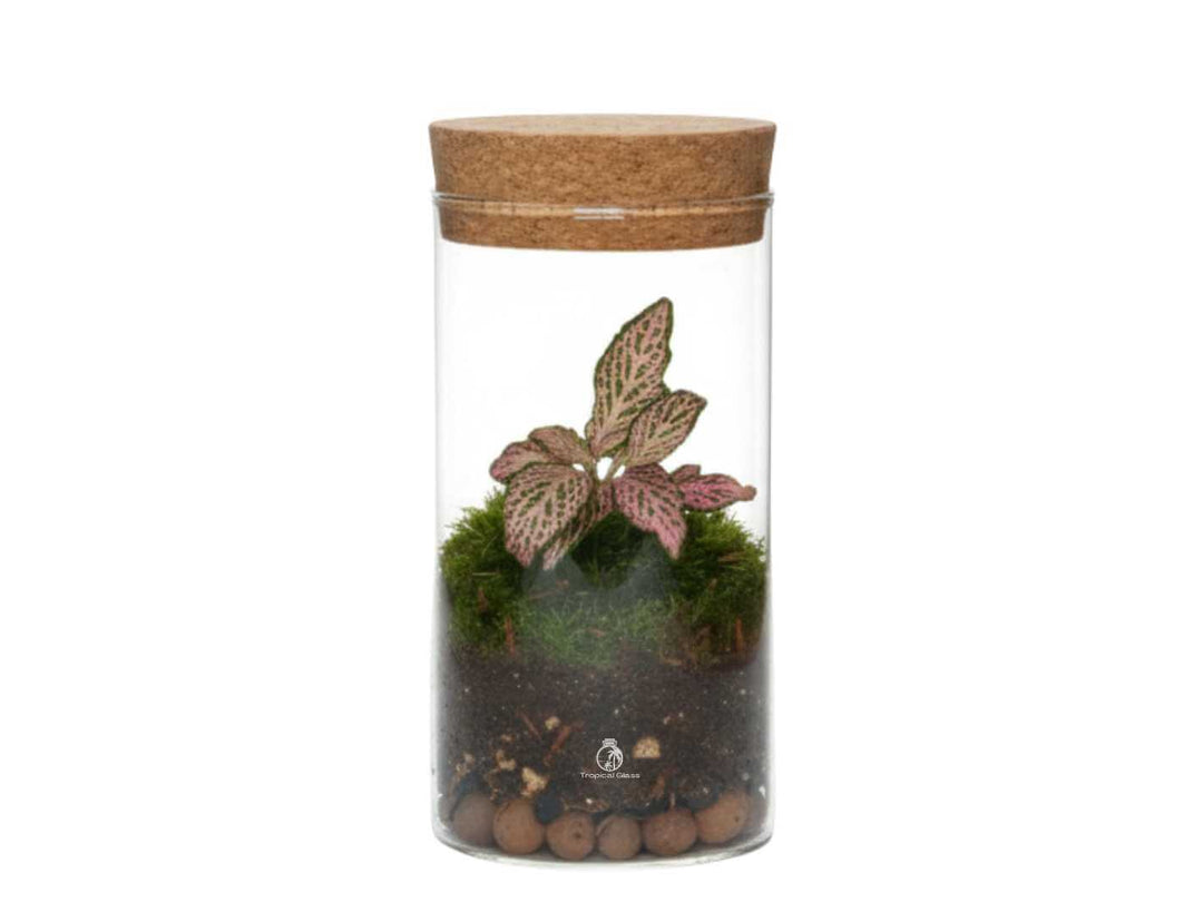 Mini ready-made terrarium with live Fittonia and moss in a glass jar sealed with a cork lid.