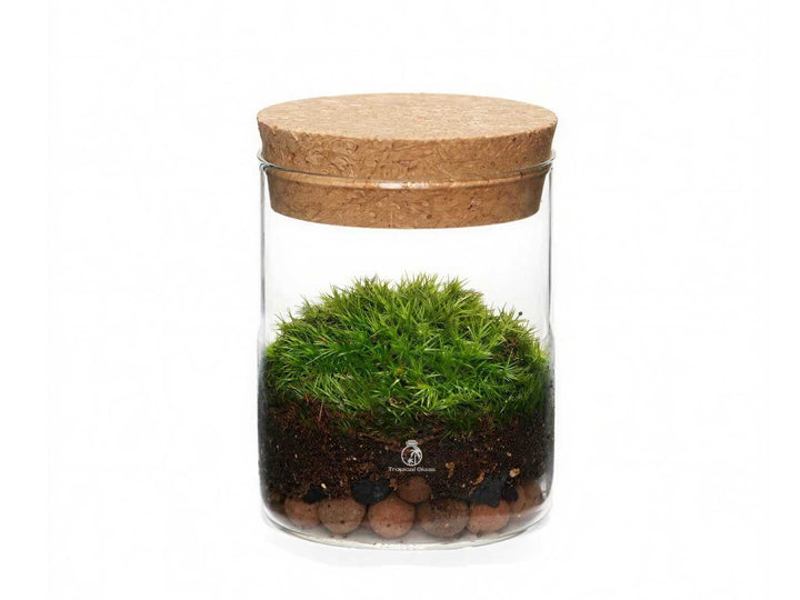 Ready made mini mossarium 8 cm tall in a mouth blown glass jar with cork lid, featuring vibrant green moss inside.