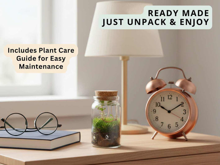 Handmade mouth blown glass terrarium, small ready made indoor plant arrangement ideal for desks or shelves.