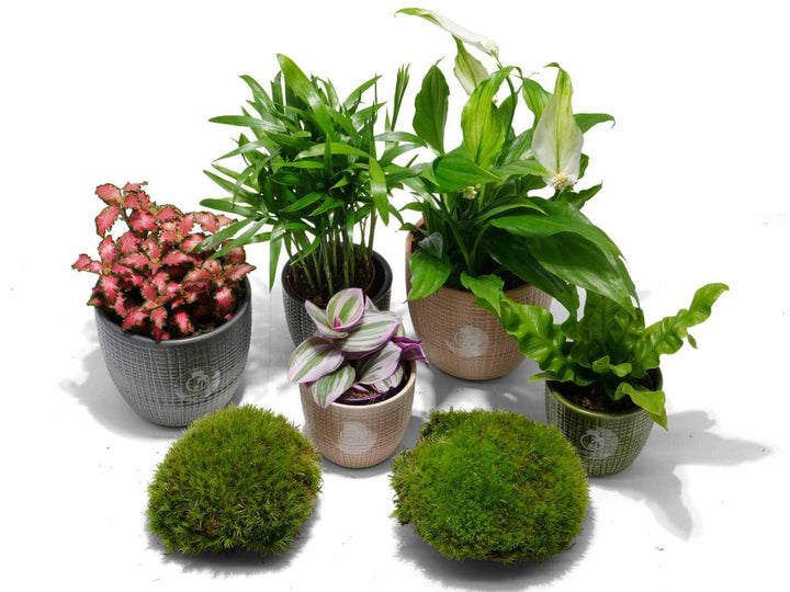 Botanical Blend,  2 to 5 live terrarium plants with optional moss