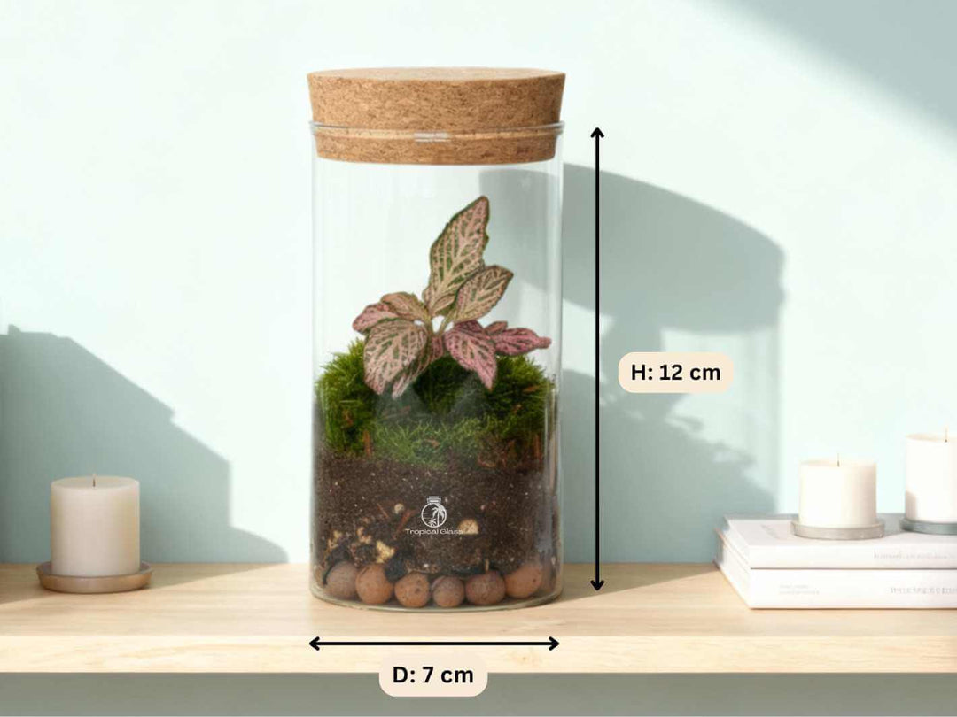 Handmade mouth-blown glass terrarium, 12 cm tall, with colourful Fittonia plants inside.