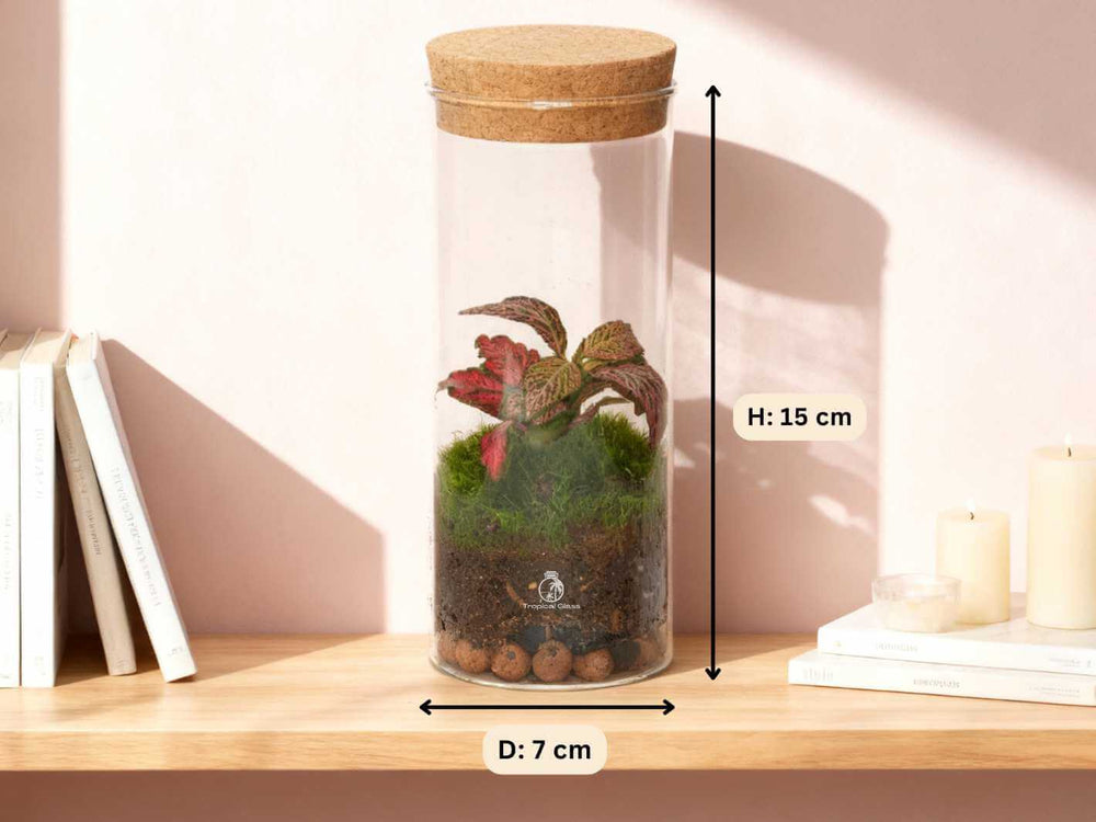 Handmade mouth blown glass terrarium 15 cm tall with colourful Fittonia plants