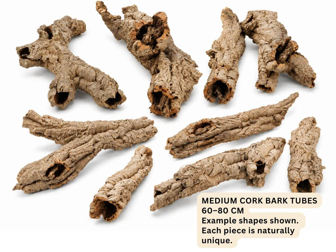 Single natural cork bark piece for terrarium and vivarium setups