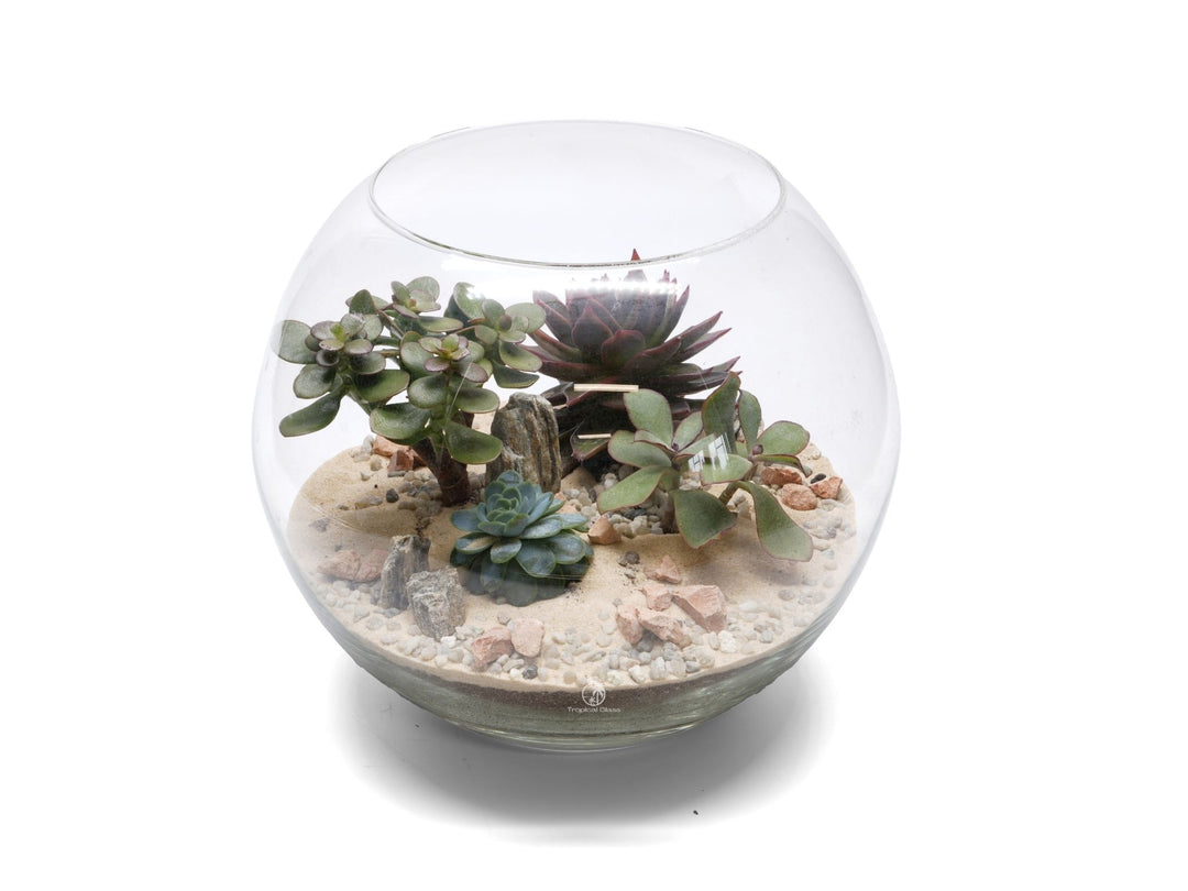 Large DIY Fishbowl Terrarium Kit | 'San Diego'