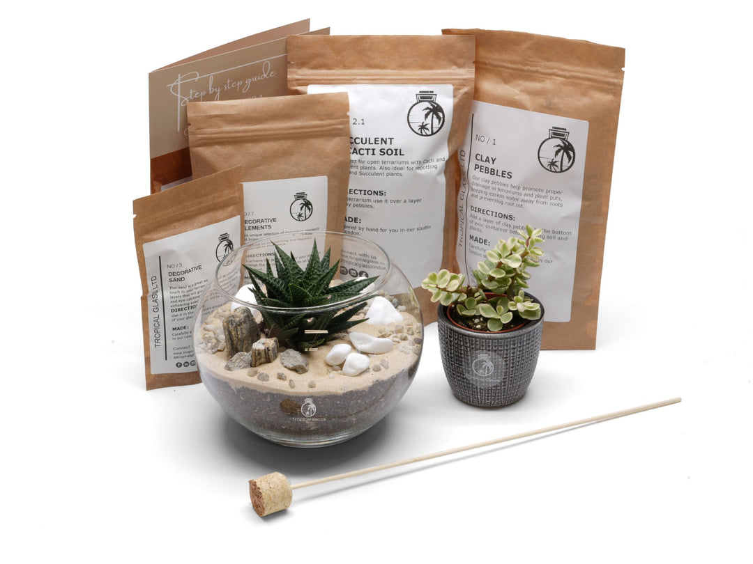 Open DIY Terrarium Kit with Succulent or Cacti | 'Rhodes'