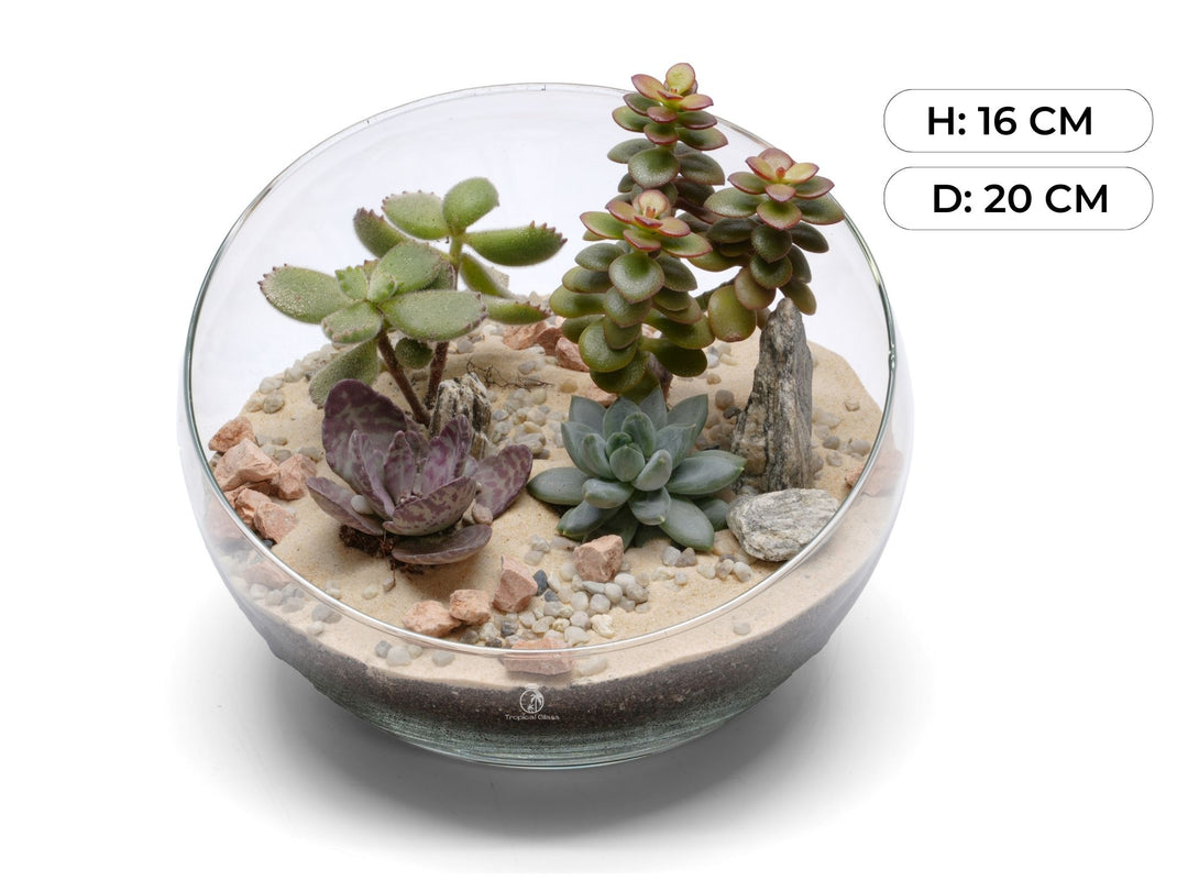 Open DIY Plant Terrarium Kit | 'Acapulco'