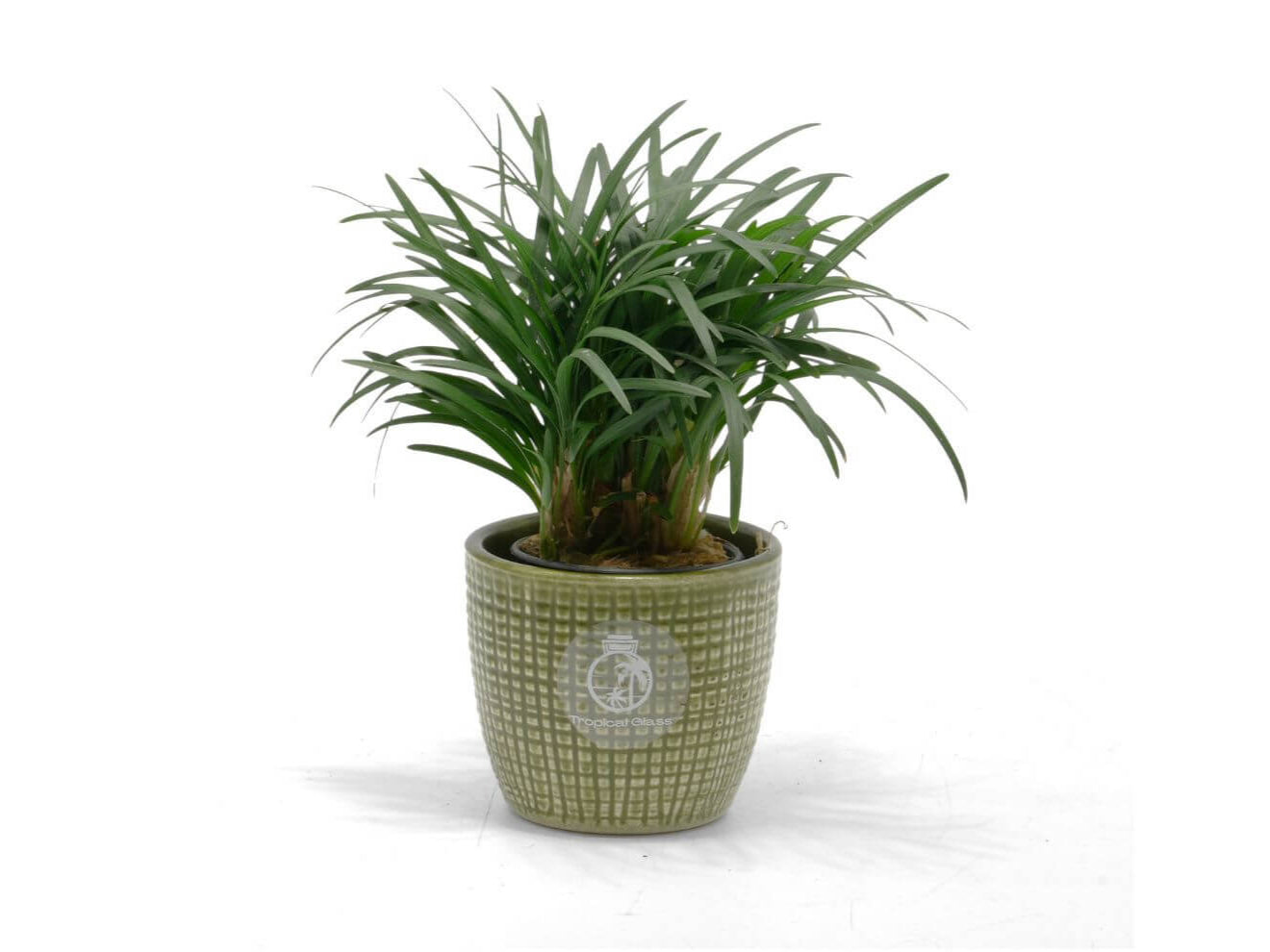 Ophiopogon japonicus ‘Pusillus’ dwarf mondo grass – side view of compact clump