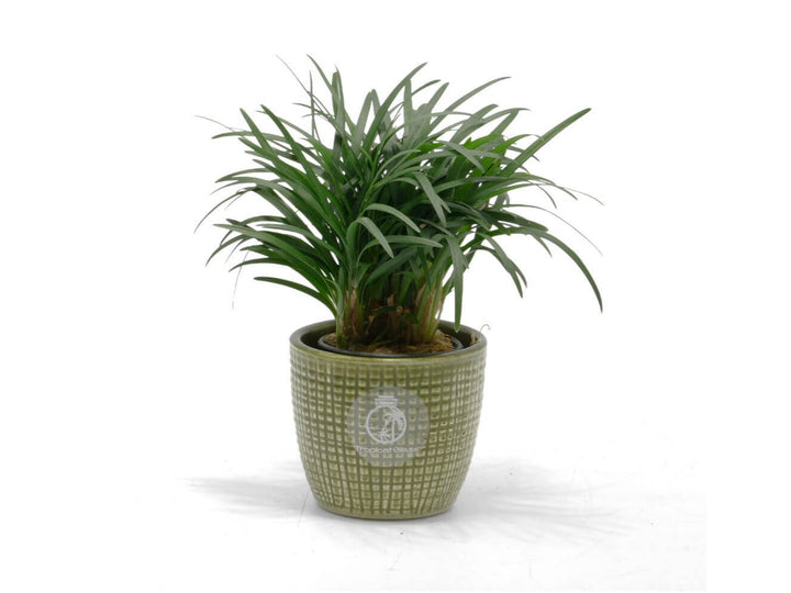 Ophiopogon japonicus ‘Pusillus’ dwarf mondo grass – side view of compact clump