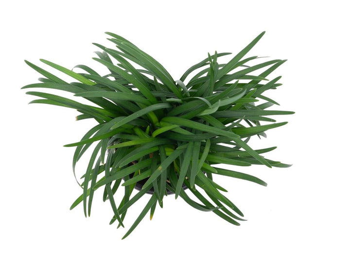 Dwarf mondo grass plant for closed terrarium, also known as Ophiopogon pusillus.