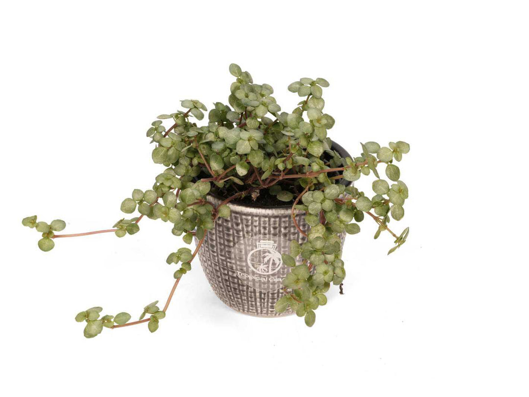 Pilea Glaucophylla Greyzy | Baby Plant | Pilea Glauca