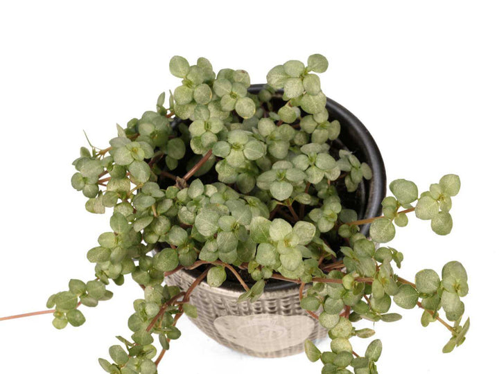 Pilea Glaucophylla Greyzy | Baby Plant | Pilea Glauca