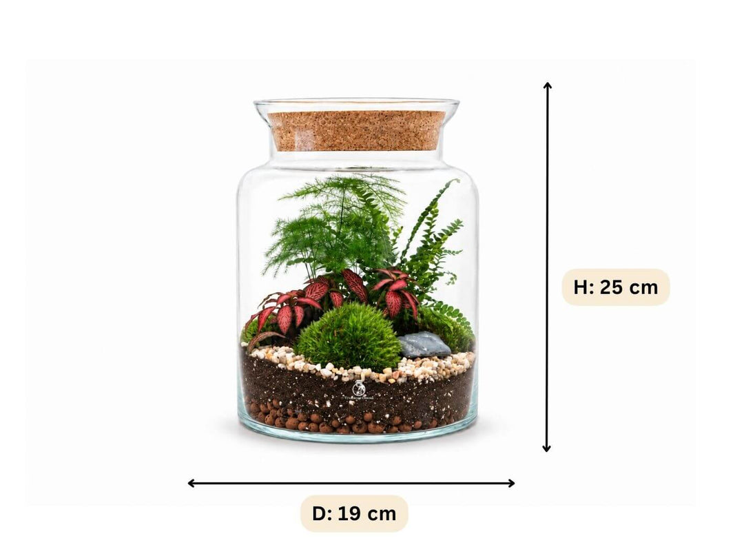 Ready-made Fern Terrarium H: 25 cm | &